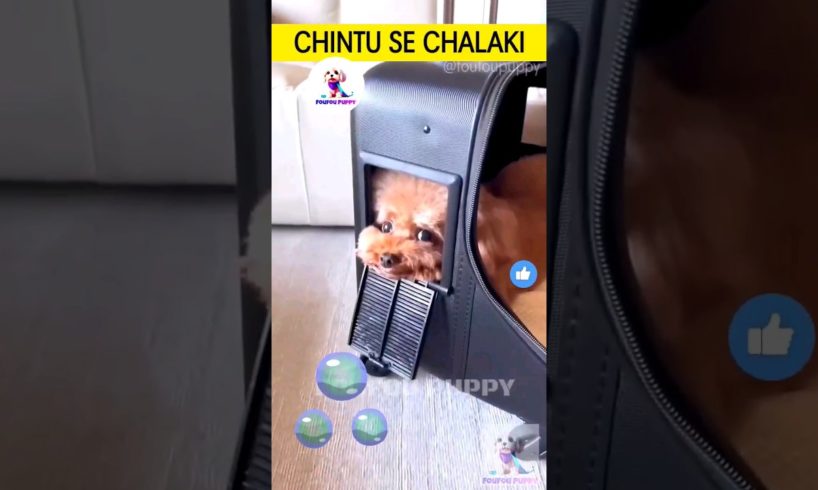 चिंटू की मम्मी की चालाकी 🐶 cutest puppies funny like cartoon hindi #cutepuppies #foufoupuppy