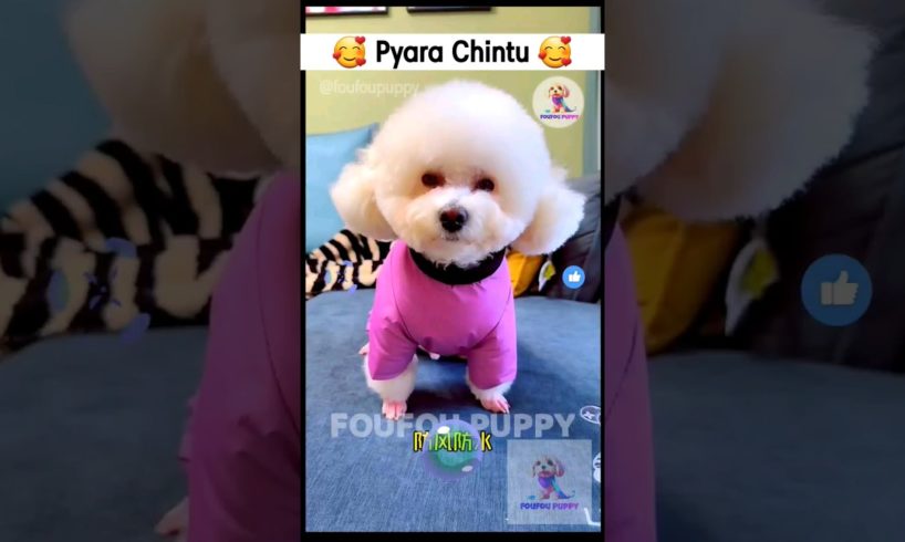 चिंटू के नये कपड़े 🐶 cutest puppies funny like cartoon hindi #cutepuppies #foufoupuppy #petcare