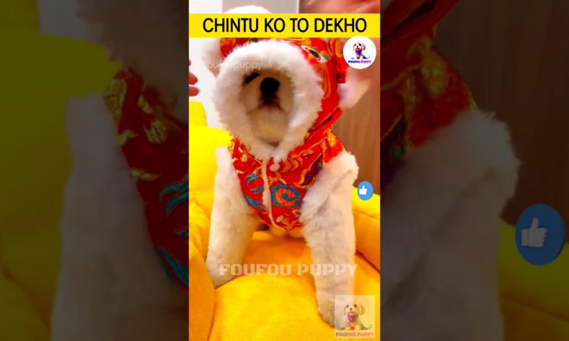 चिंटू को तो देखो ज़रा 😂 cutest puppies funny like cartoon hindi #cutepuppies  #chintu #foufoupuppy