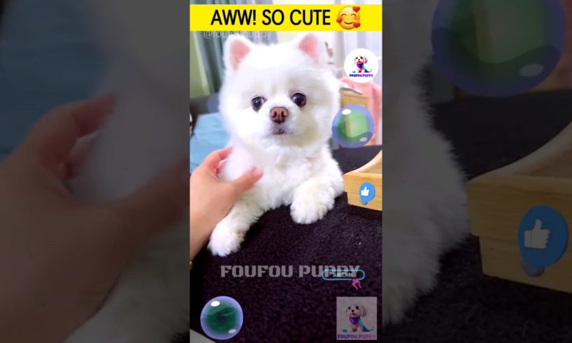 चिंटू को नहलाने की कोशिश 🐶 cutest puppies funny like cartoon hindi #cutepuppies #foufou #petcare