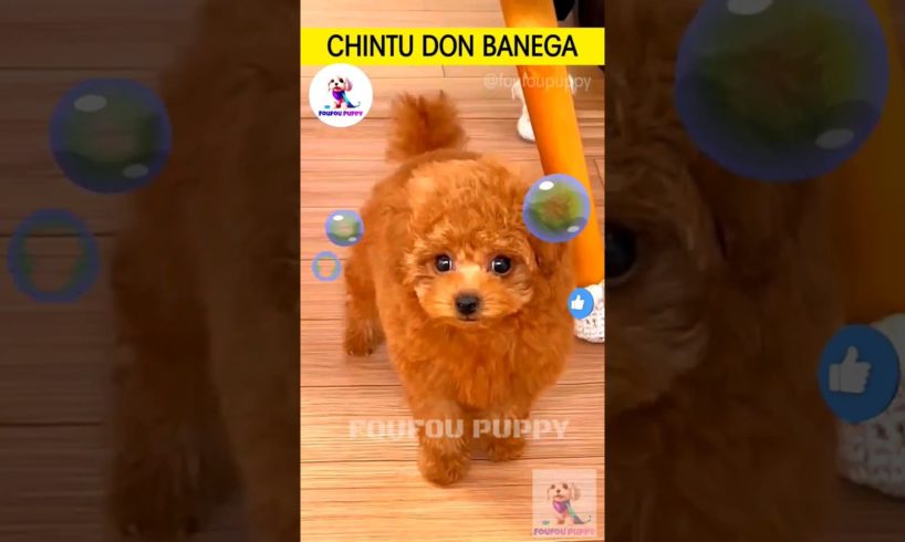 चिंटू डॉन बनेगा 😡 cutest puppies funny like cartoon hindi #cutepuppies #foufou #chintu #chintoo