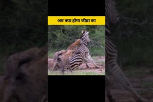 जिब्रा और हायना की लड़ाई। Hayena And Zibra Fight #ZEBRA #HAYENA