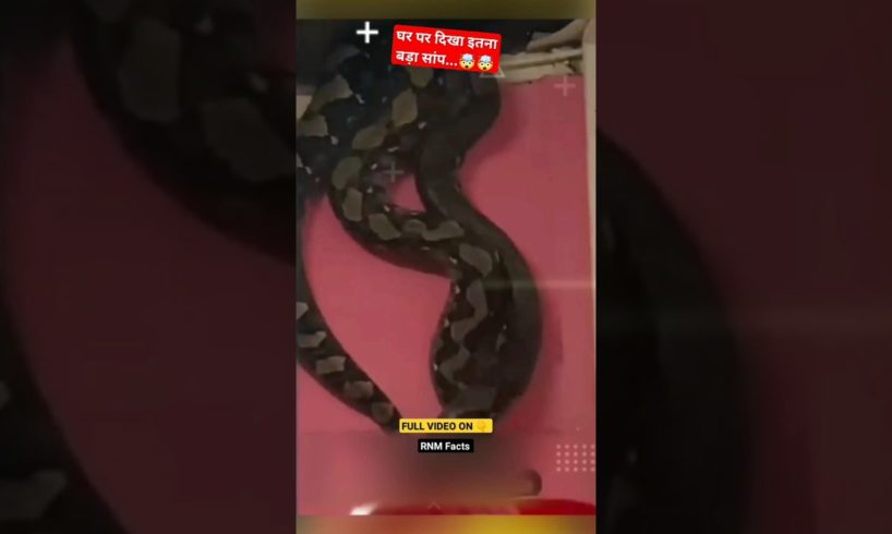 दिखा इतना बड़ा सांप...🤯🤯#Shorts #ytshort #youtubeshorts #viral #Snake #animal #RNMFacts #Inhindi