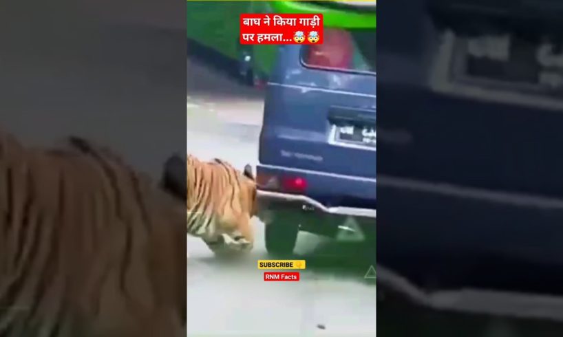 बाघ ने किया गाड़ी पर हमला ....😱😱#Shorts #ytshort #youtubeshorts #viral #Tiger #animal#RNMFacts#hindi