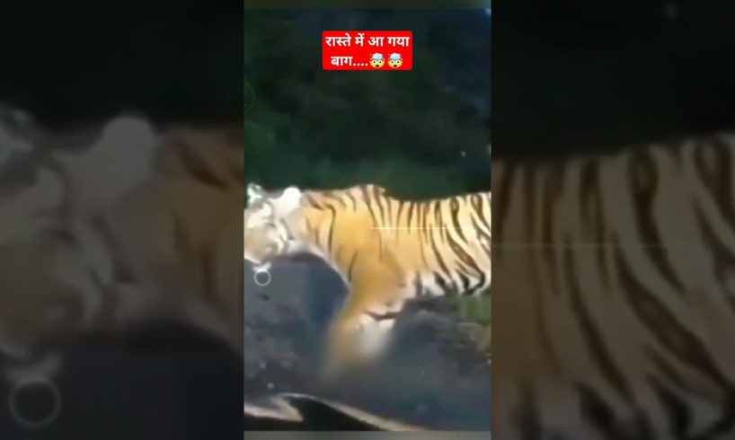 रास्ते में आ गया बाग....🤯🤯#Shorts #ytshort #youtubeshorts #viral #Tiger #lion #RNMFacts #animal