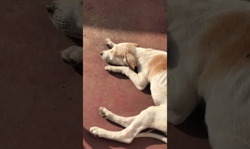 උදෙන්ම නැගිටල ගිහින් අව්ව තපින Luna | Cute Puppies 🥰🐶 #shorts