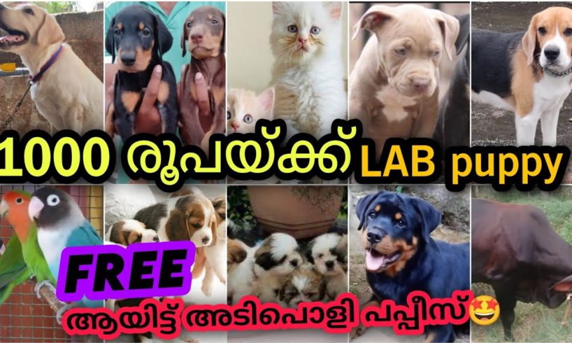 1000 രൂപക്ക് Labrador😱🔥| Free adoption cute puppies 🤩| PETS for sale in Kerala | PETS POINT