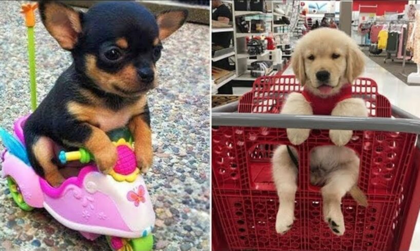 30 Minutes of the World's CUTEST Puppies! 🐶💕 13