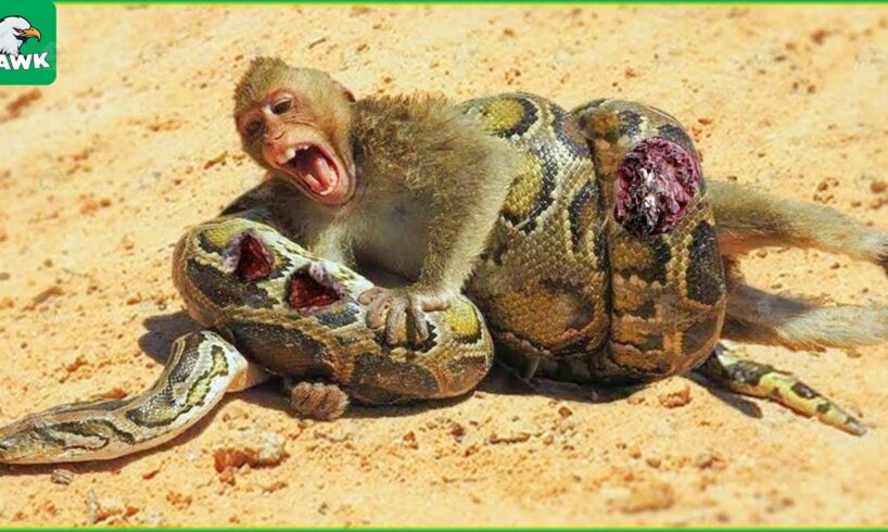 30 Painful Moments When Baby Monkeys Fight With Pythons, What Happens Next? | Animal Fight