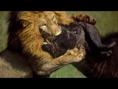 30 brutal moments when the lion is killed with sharp horns | Animal fights