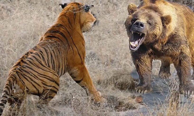 7 Most Epic Animal Fights Caught on Camera