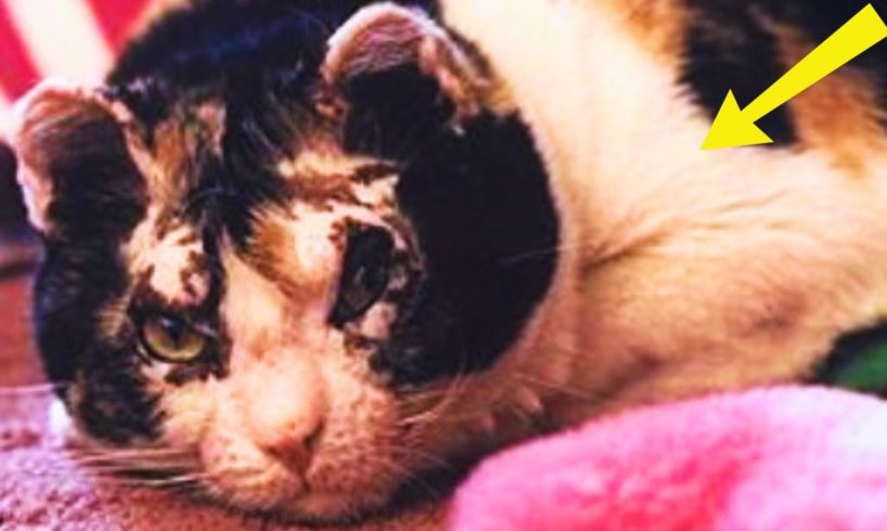 A Courageous Mother Returns Five Times into the Burning House to Rescue Her Five Kittens!"