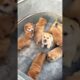 A group of chubby and cute puppies #shorts #puppy #dog