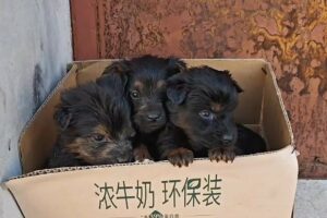 Abandoned And Shivering, A Litter Of Puppies Nearly Starved To Death After Not Eating For 4 Days