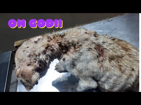 Abandoned Puppy covered with blood sucking ticks|Puppy Rescue Story | Animal Rescue video