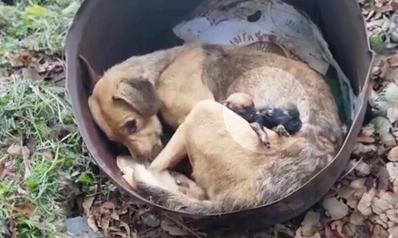 Abandoned just after giving birth, the mama dog despaired when her puppies gone