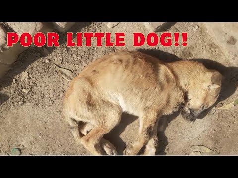 Abandoned puppy in comma state rescued and recovered | Animal rescue videos| Puppy rescue