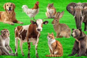 Amazing familiar animals playing sounds : cow, cat, bear, Chipmunk, koala, Donkey | Animal Sounds