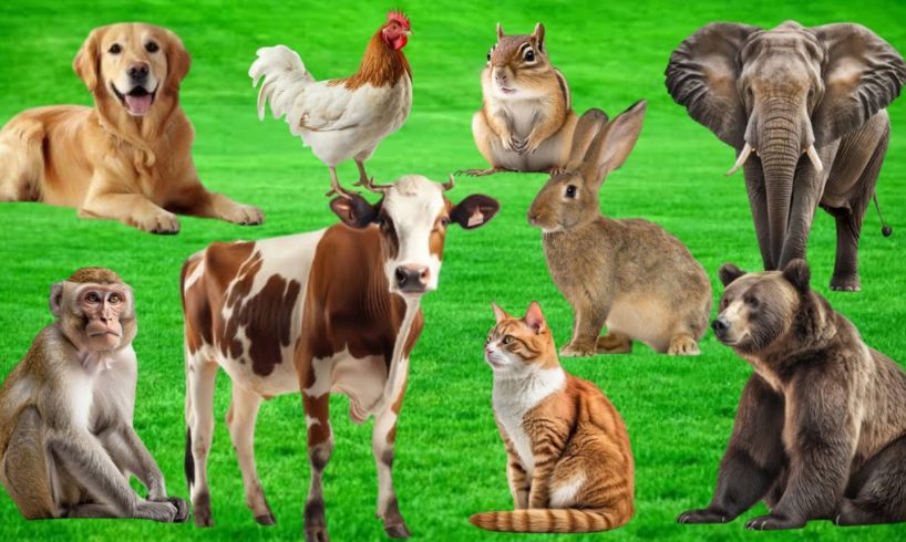 Amazing familiar animals playing sounds : cow, cat, bear, Chipmunk, koala, Donkey | Animal Sounds