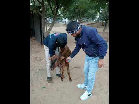 Animal rescue by animal  team - 1462#trending #youtubeshorts #viralshort #cow #cowrescueshots