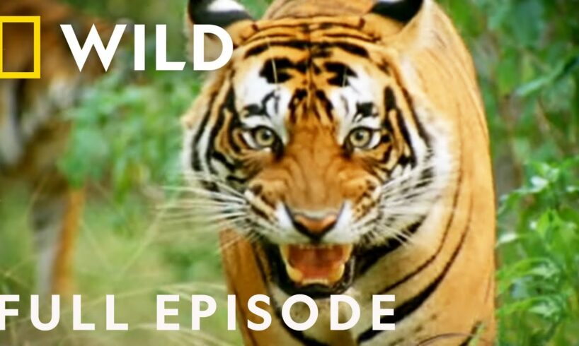 Battle of the Beasts: The Fight to Survive (Full Episode) | Animal Fight Night