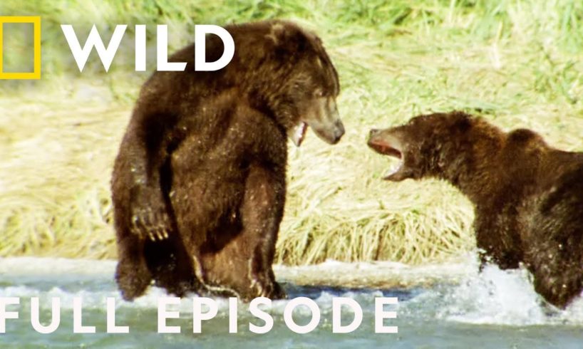 Brutal Brawls of the Animal Kingdom (Full Episode) | Animal Fight Night