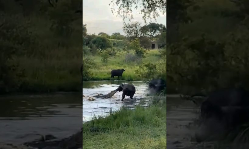 Buffalo fights off crocodile #serengetinationalpark #shorts