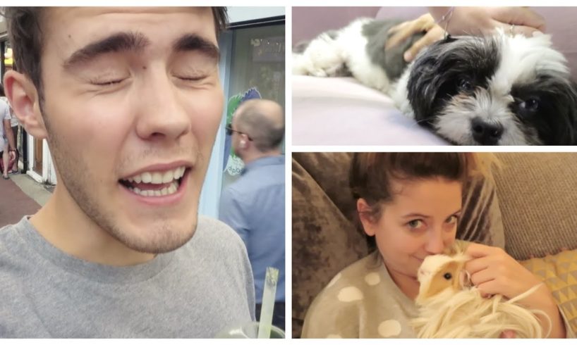 Cuddling Cute Puppies & Guinea Pigs!