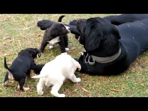 Cute Puppies🐕 💖 | Dog family | Cute animals #1