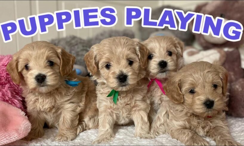 Cute Puppies Playing and Running  | 8-Week Maltipoo Puppy