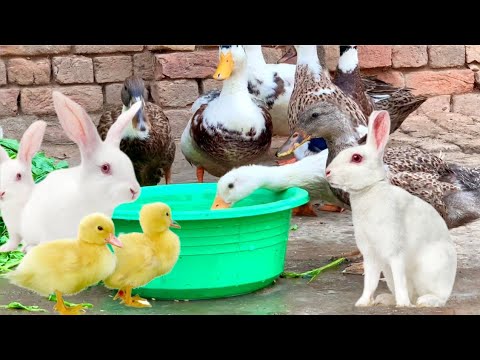 Cute Rabbits,Ducklings,Bunnies and Ducks,Funny And Adorable animals Playing,Cute Cute animals Videos