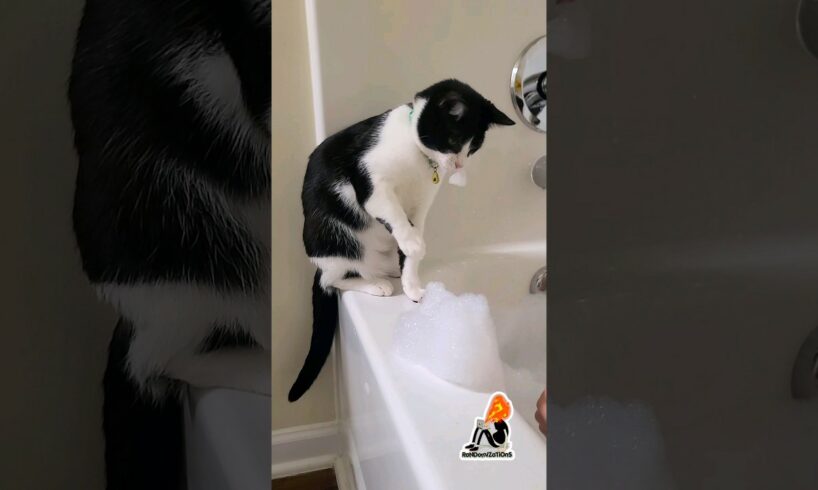 Cute cat playing with soap foam | Misty | Pets #cat #pets #catlover