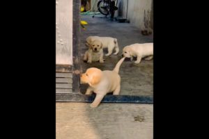 Cute puppies 😍 #shorts #viral #trending  #shortsfeed