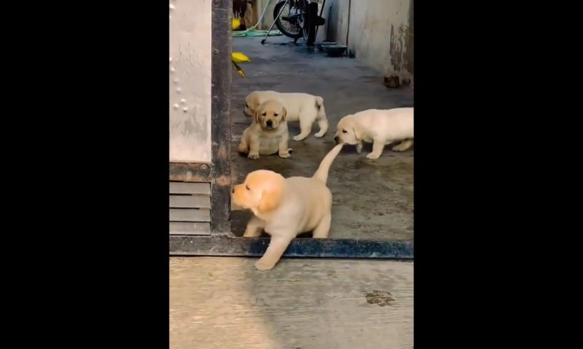 Cute puppies 😍 #shorts #viral #trending  #shortsfeed