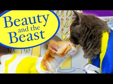 Disney's Beauty and the Beast (Cute Kitten Version)