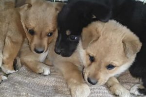 Dog Abandoned By Owner, Too Timid To Eat In The Face Of Food