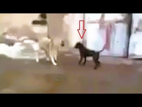 Dog Attack Cat - The Bravest Cat Caught on Camera Defeating Dogs | Animal Fights