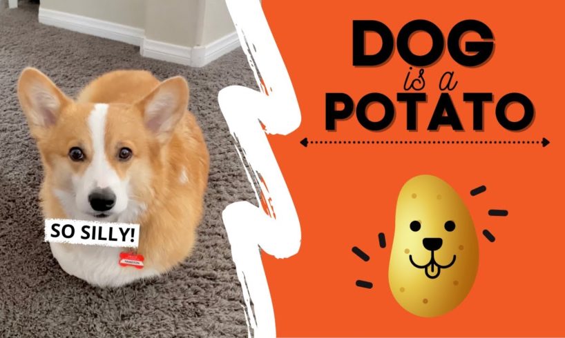 Dog Thinks He’s a POTATO! #fail #cute