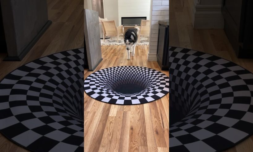 Dogs funny reaction to entering optical illusion rug! #shorts