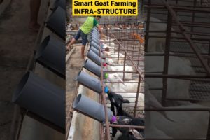 Easy & Reliable Smart Goat Farming Infrastructure