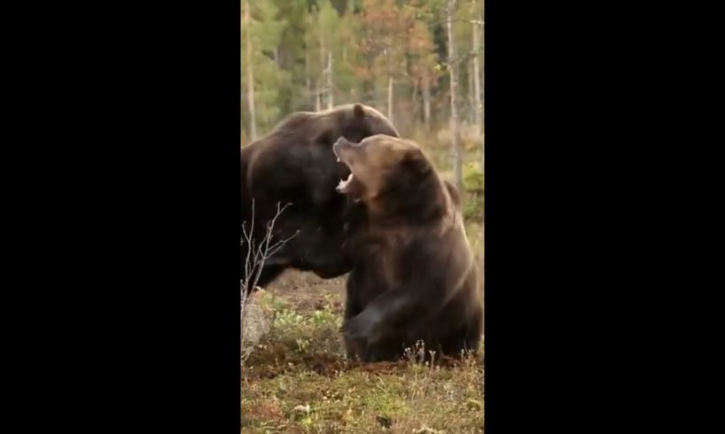 Epic brown bear fight #shorts