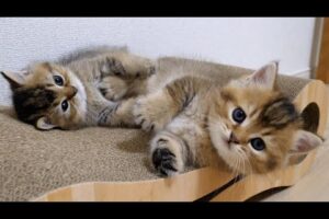 Family of British Shorthair kittens playing happily together|Cute Animals videos (20)