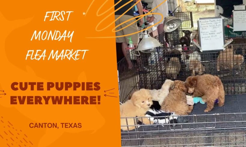 First Monday Flea Market, Canton, Texas | Dogs Section | Cute Puppies Everywhere!