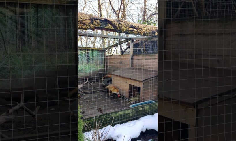 Furry Fun: Foxes Play at the Rescued Animal Home