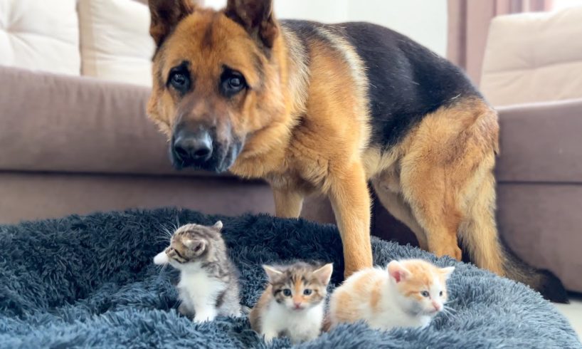 German Shepherd Shocked by Tiny Kittens occupying dog bed!