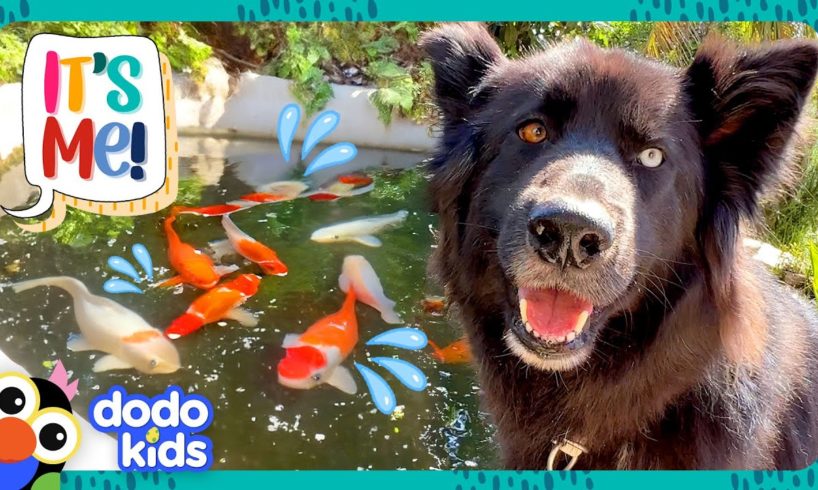 Get This Pup Out Of The Fish Pond! 🐟 | Dodo Kids | It's Me!