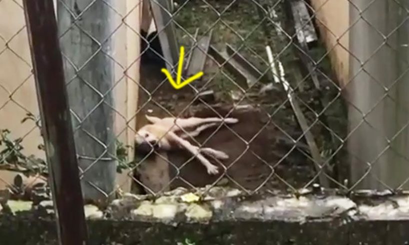 Go home late, she begged her owner to open the gate but he ignored her pain