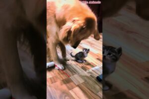 Golden Retriever Playing with a Kitten #pets #ableanimals #animals