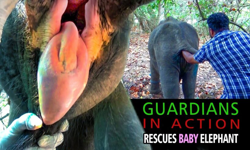 Guardians in Action.  Daring Mission Rescues Baby Elephant.