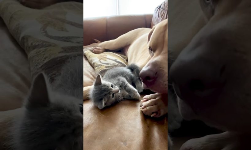 Guy Brings The Kitten He Rescued Home To His Pittie l The Dodo